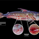 Doras phlyzakion with vampire fish (Paracanthopoma sp.) fixed into its epidermis close to the bony plates of the lateral line. Arrows: areas with reddish wounds.